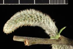Salix ×calodendron. Female catkin.
 Image: D. Glenny © Landcare Research 2020 CC BY 4.0